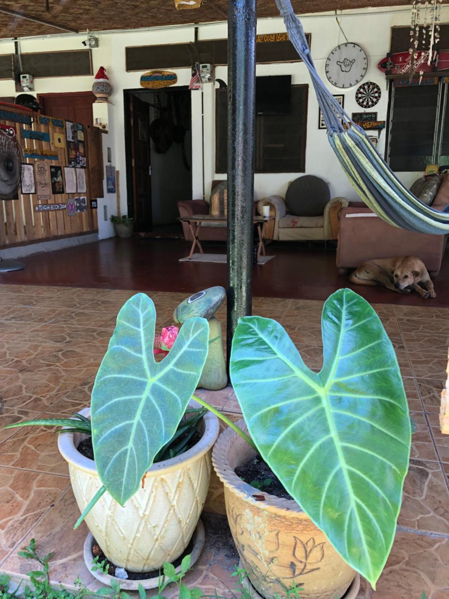 Shaka Garden House Langkawi Apartman Pantai Cenang  Kültér fotó